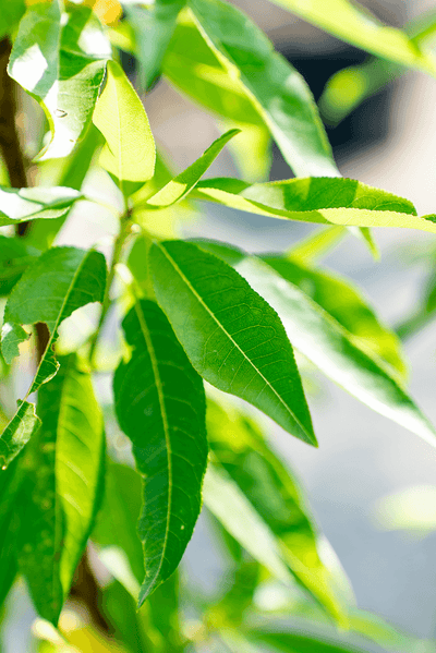 Close-up of Mandorlo Nano leaves showcasing vibrant greenery and healthy foliage.