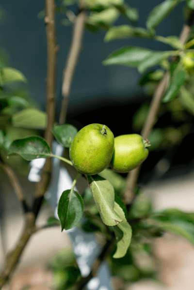 Melo Nano fruit on a tree branch showing green apples growing on a sunny day.