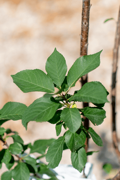 Foglie fresche di Ciliegio Nano, una pianta compatta ideale per spazi ridotti e coltivazione in vaso.