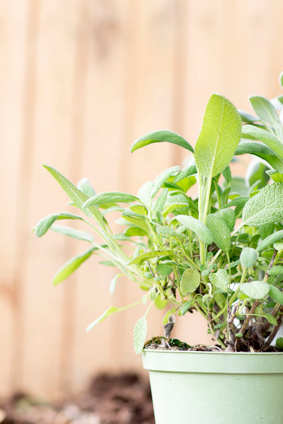 salvia_officinalis_piccola
