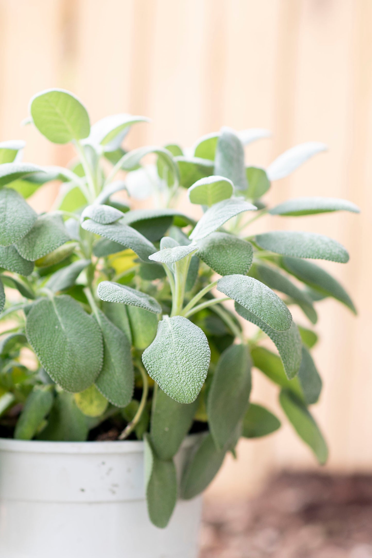 salvia_pianta_grande