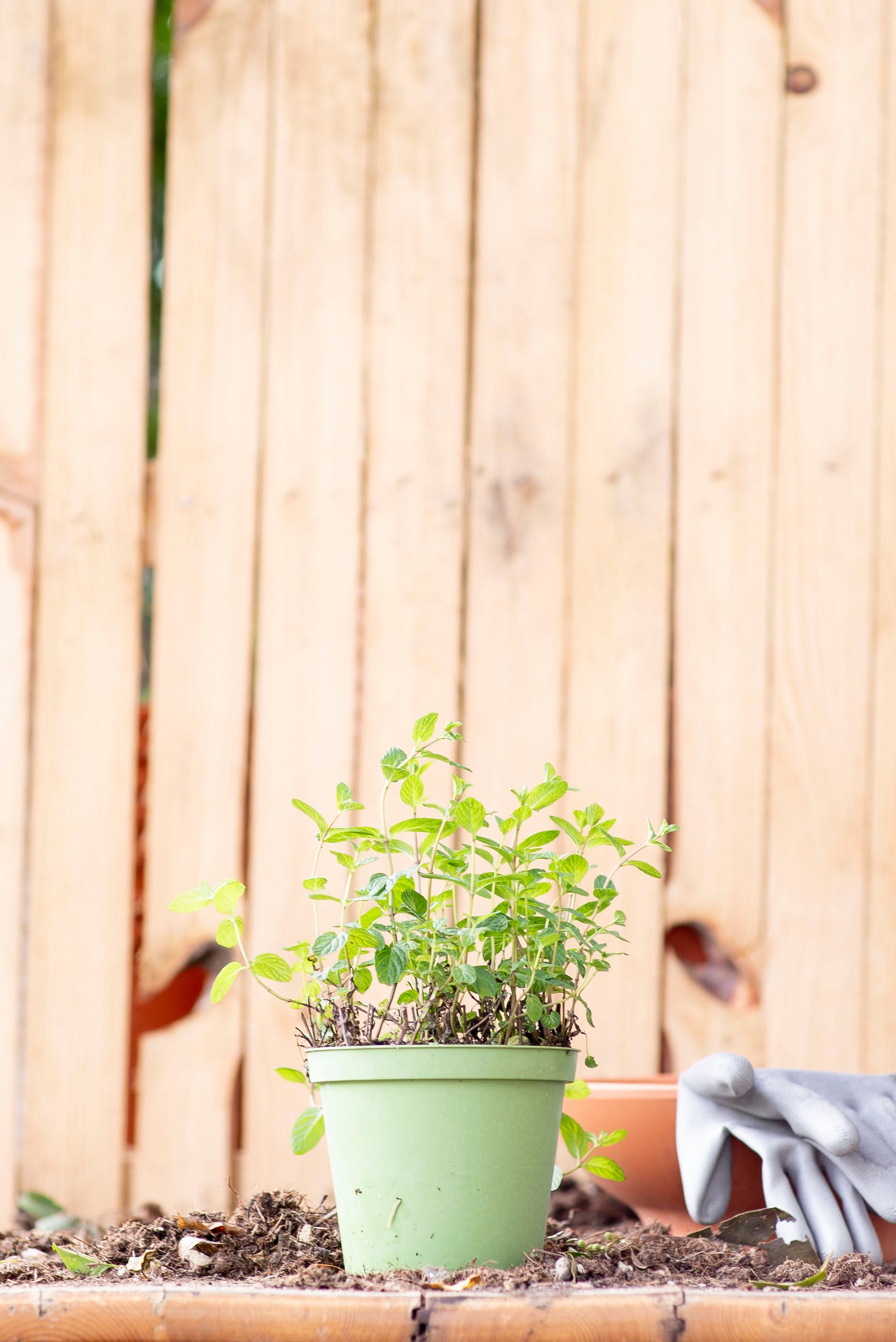 Pianta Di Mentuccia Romana In Vaso Ø14 Cm - Aromatica Per Giardino E Balcone, Resistente E Profumata - Foto 12