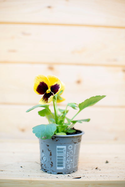 Pansè 'Viola del Pensiero'