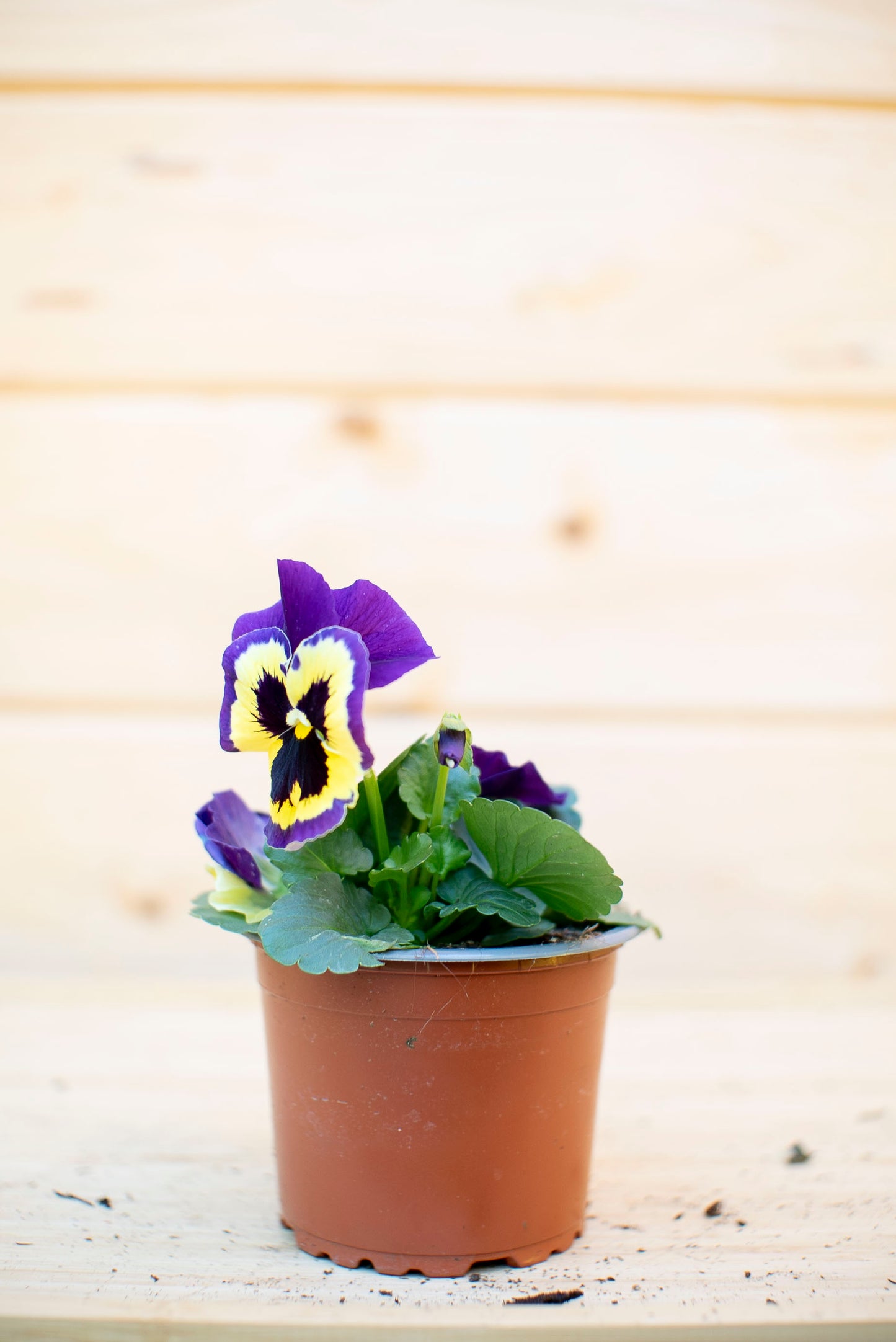 Pansè 'Viola del Pensiero'