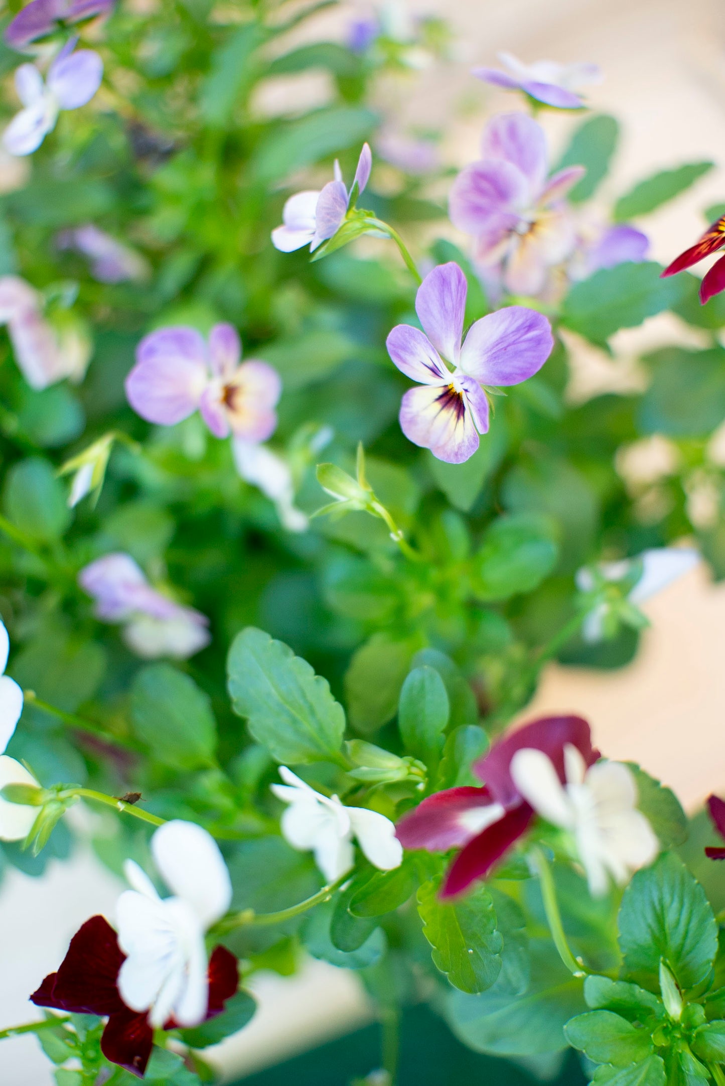 Viola Cornuta 'Cornutelle'