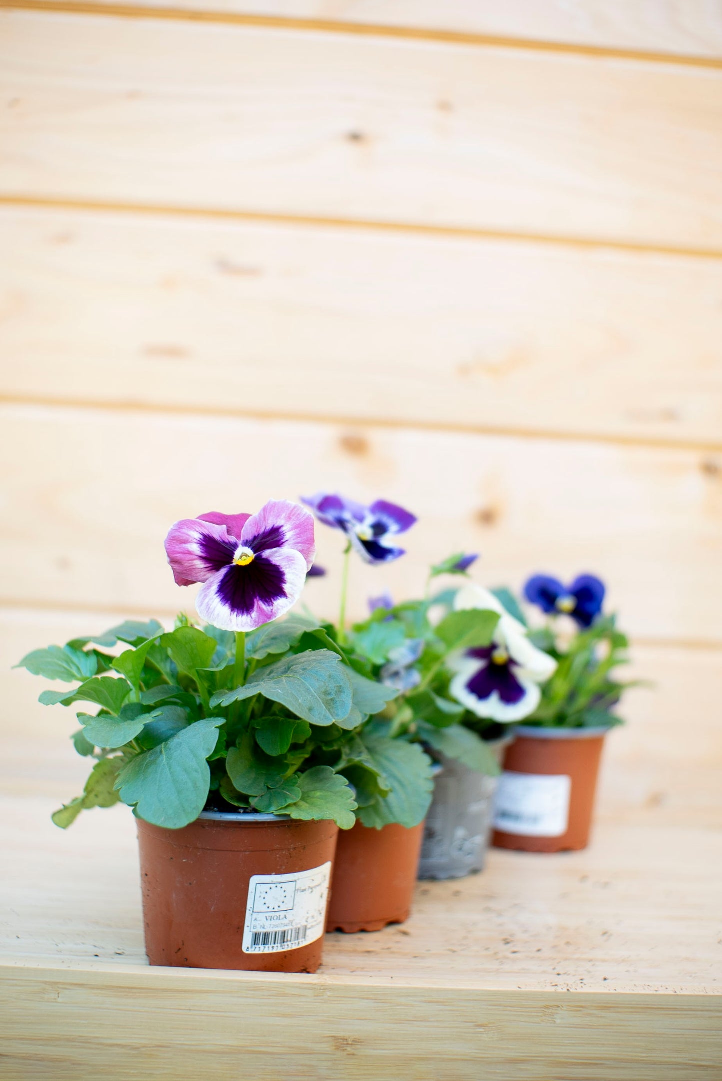 Pansè 'Viola del Pensiero'