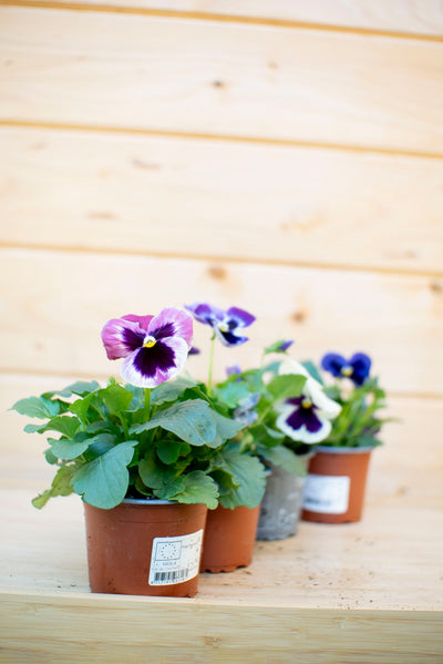 Pansè 'Viola del Pensiero'