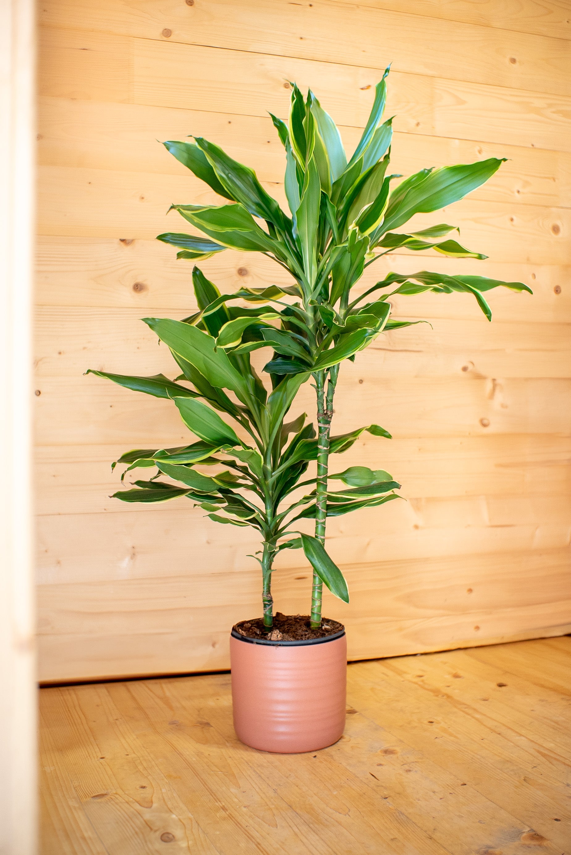 dracaena pianta Dracaena Golden Coast