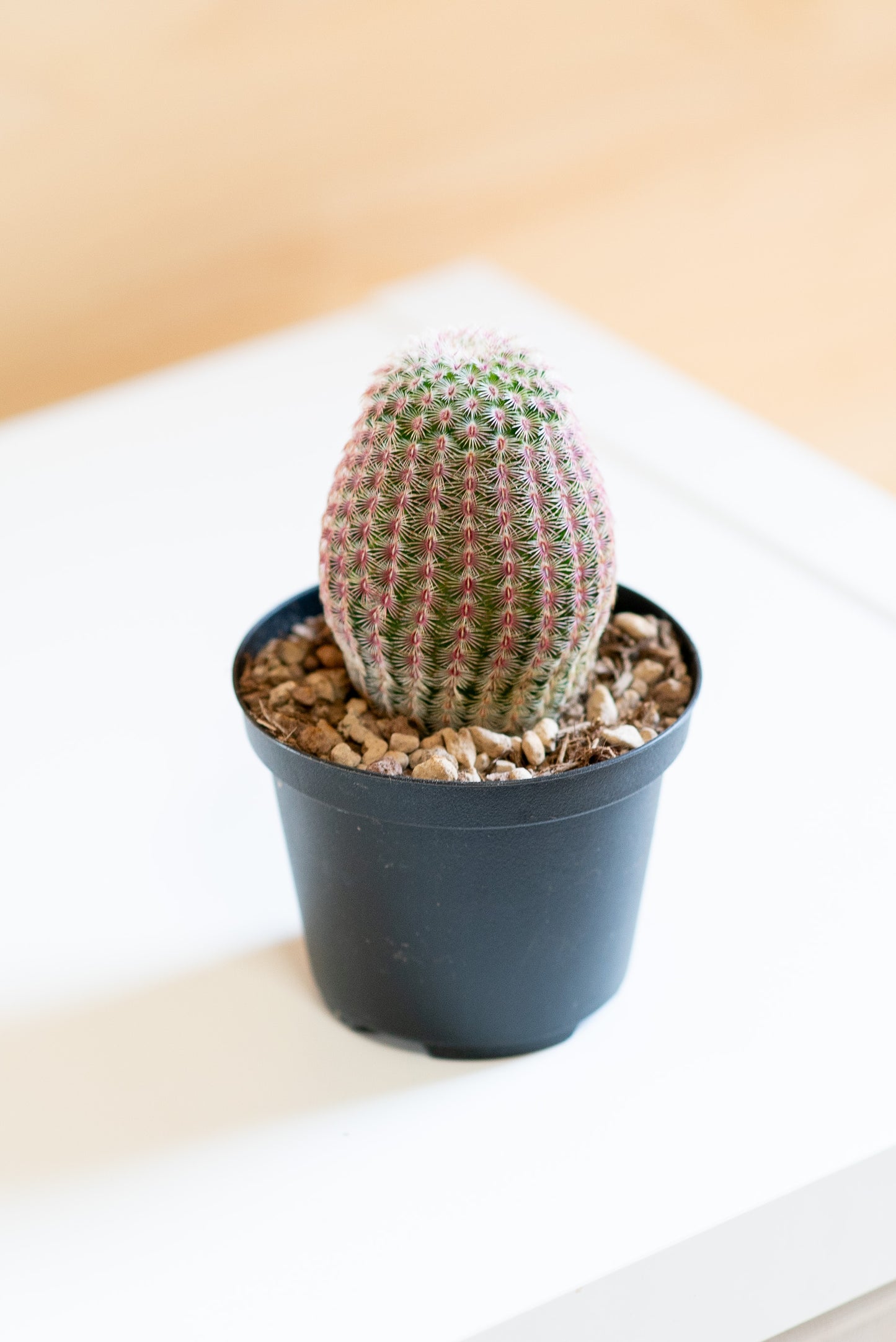 Echinocereus rigidissimus subs. rubispinus