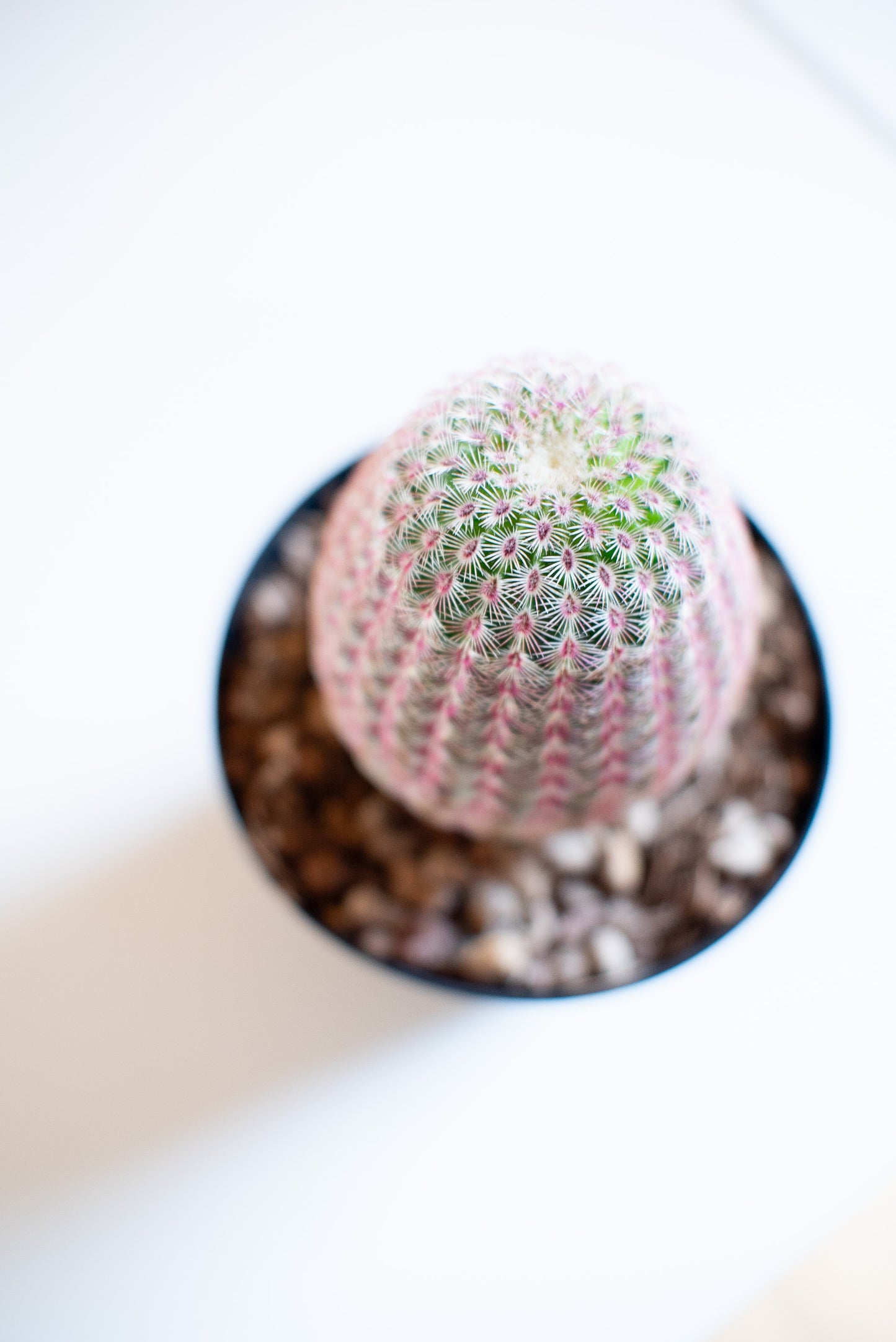 Echinocereus rigidissimus subs. rubispinus