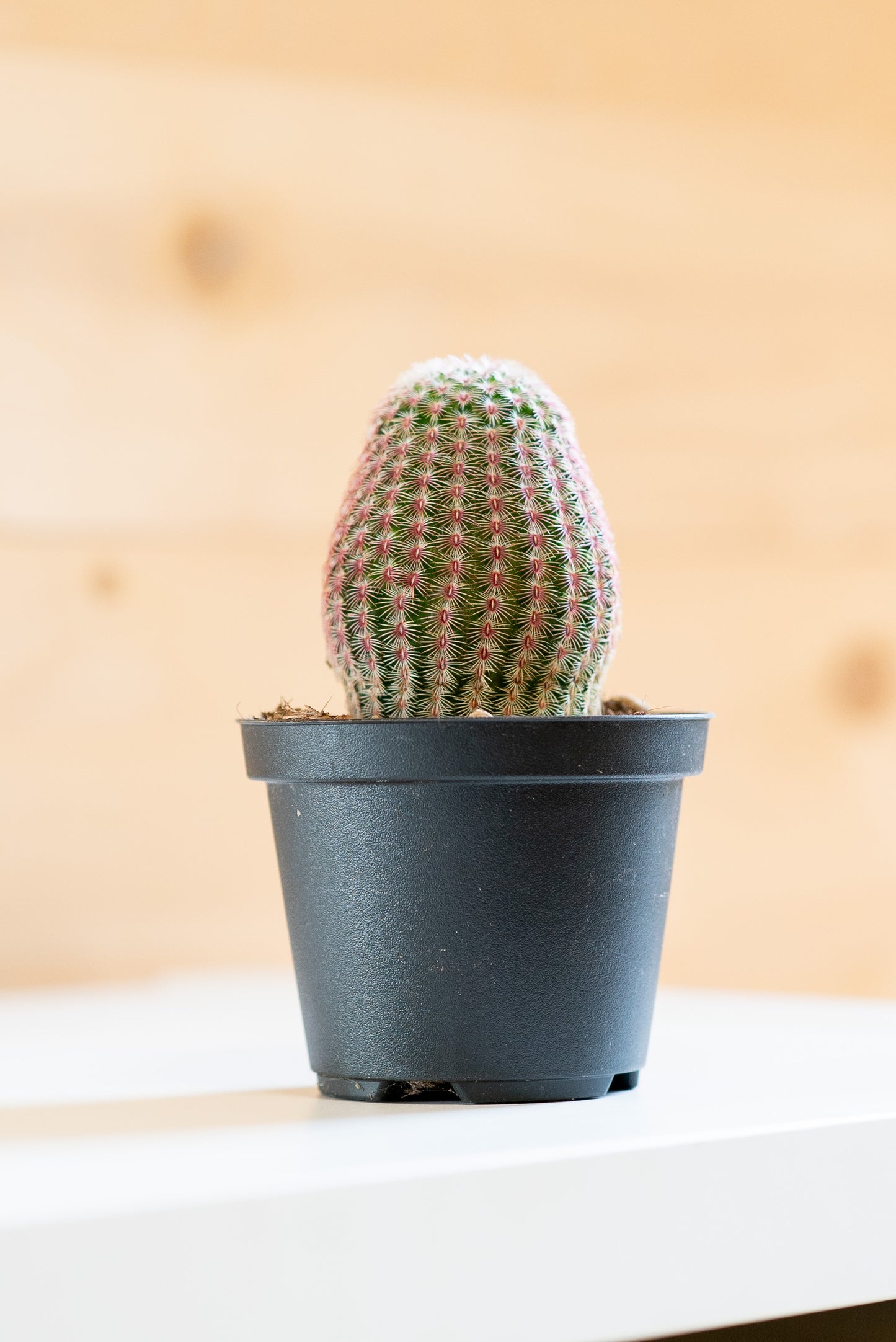 Echinocereus rigidissimus subs. rubispinus