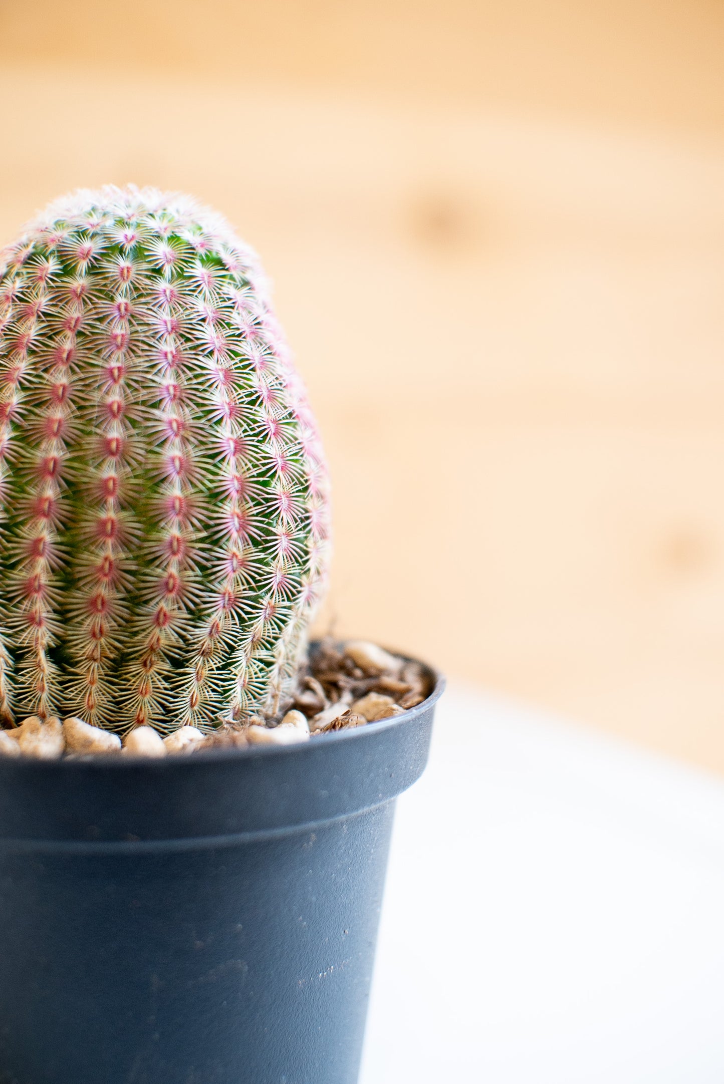 Echinocereus rigidissimus subs. rubispinus