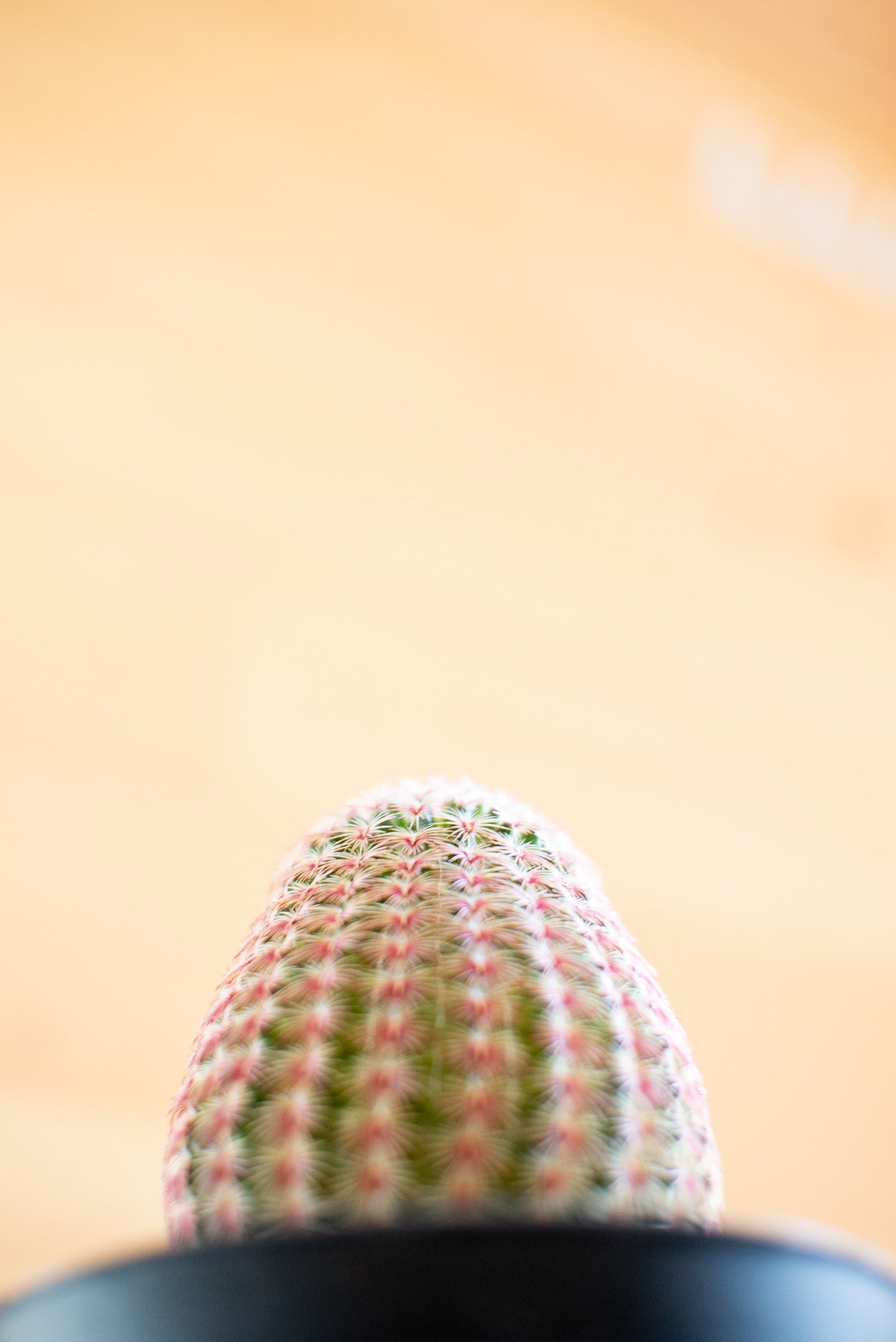 Echinocereus rigidissimus subs. rubispinus