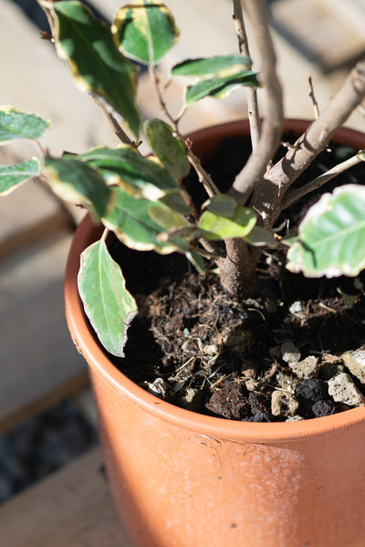 Elaeagnus x Ebbingei "Gilt Edge"