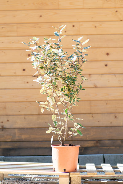 Elaeagnus x Ebbingei "Gilt Edge"