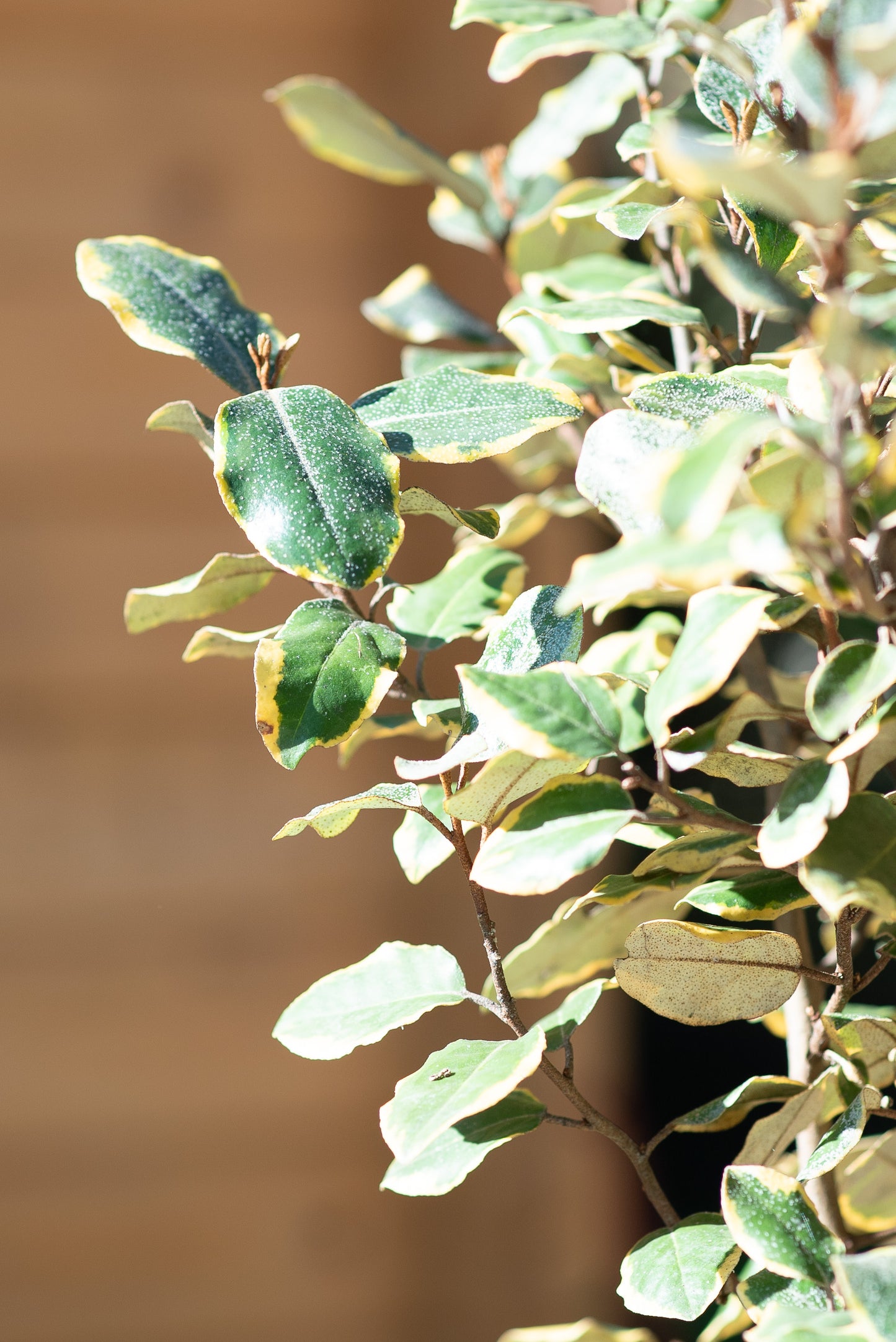 Elaeagnus x Ebbingei "Gilt Edge"