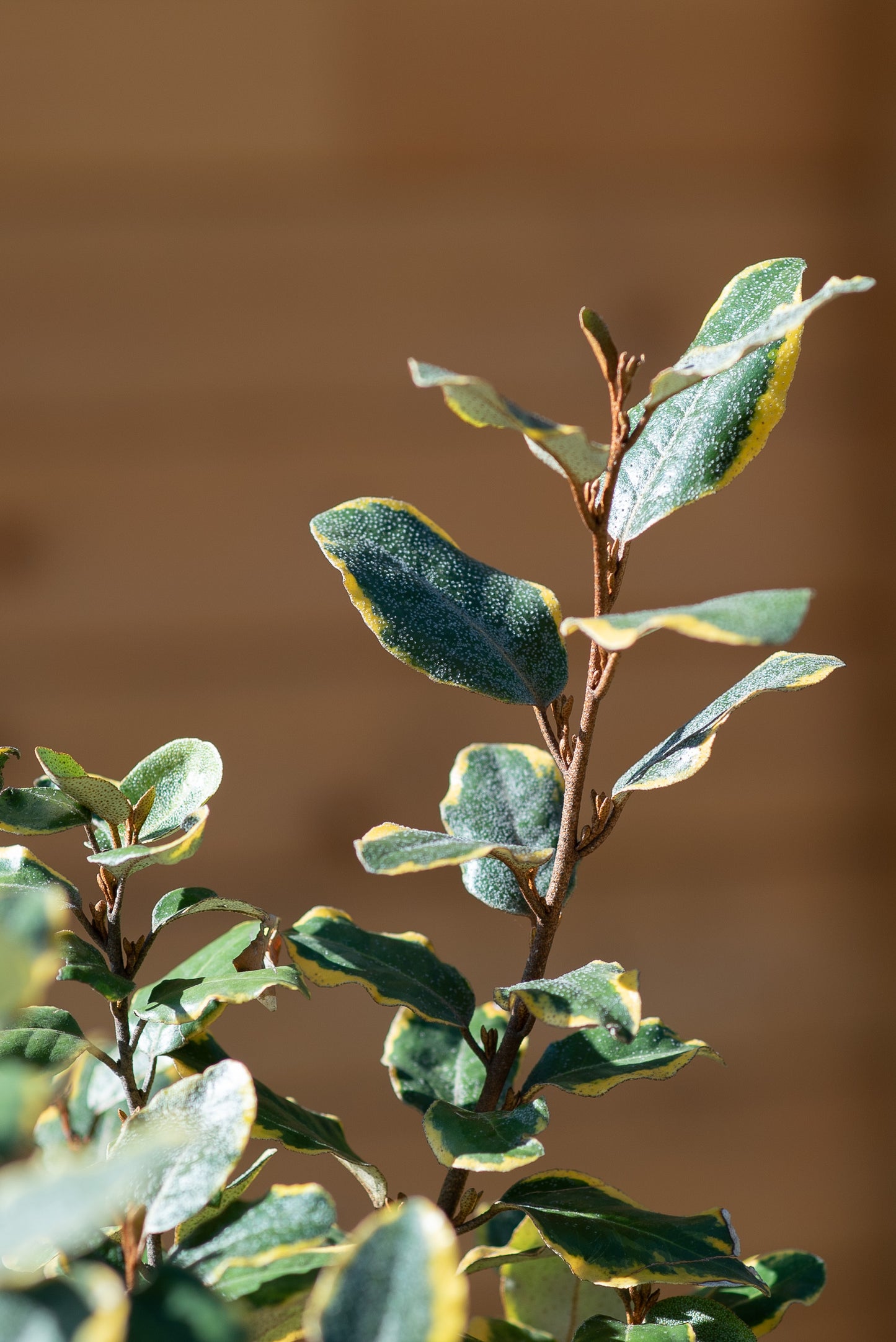 Elaeagnus x Ebbingei "Gilt Edge"