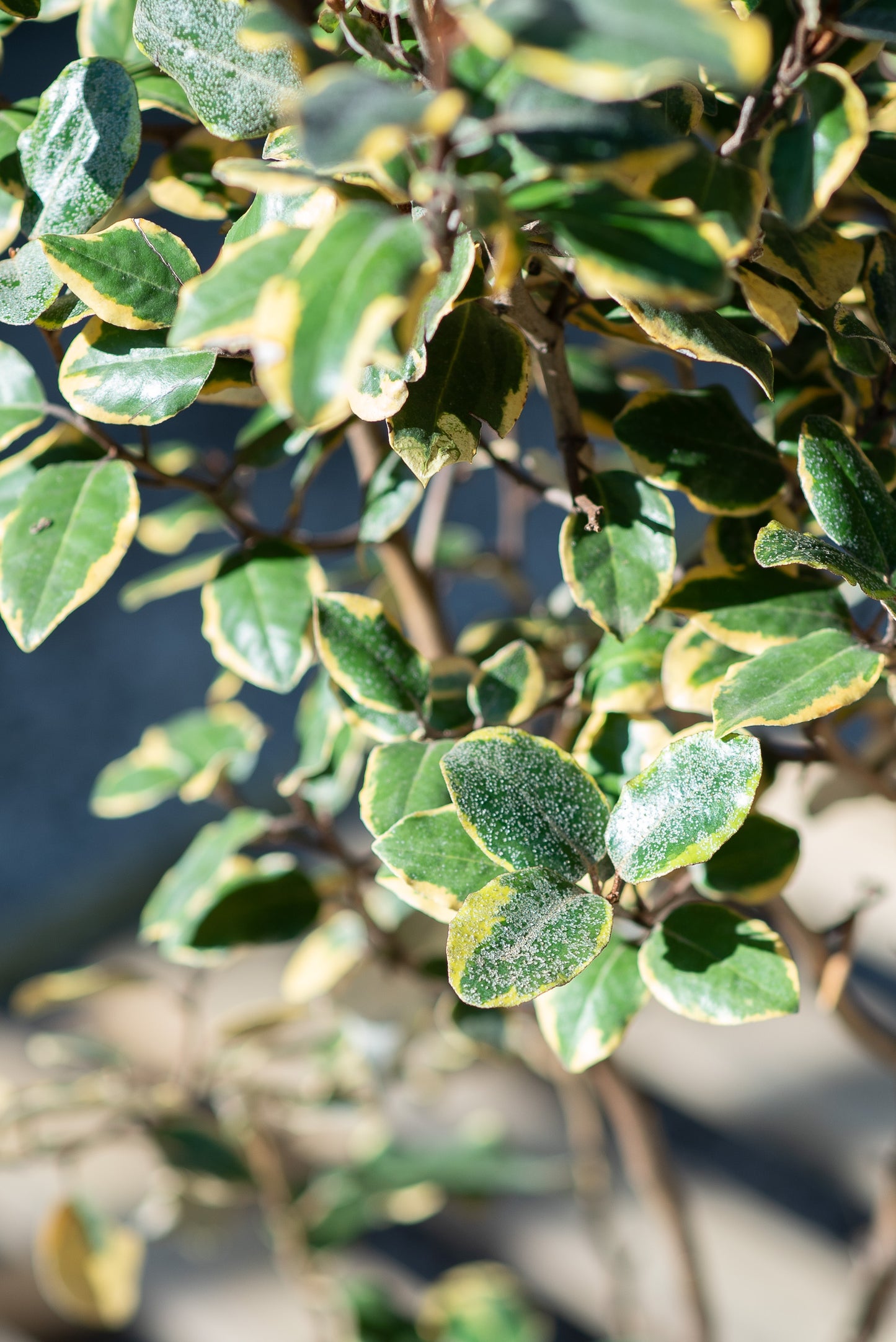 Elaeagnus x Ebbingei "Gilt Edge"
