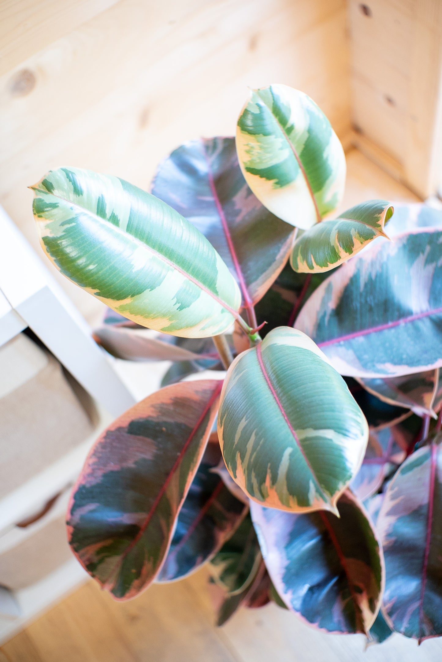 Ficus Elastica "Belize"