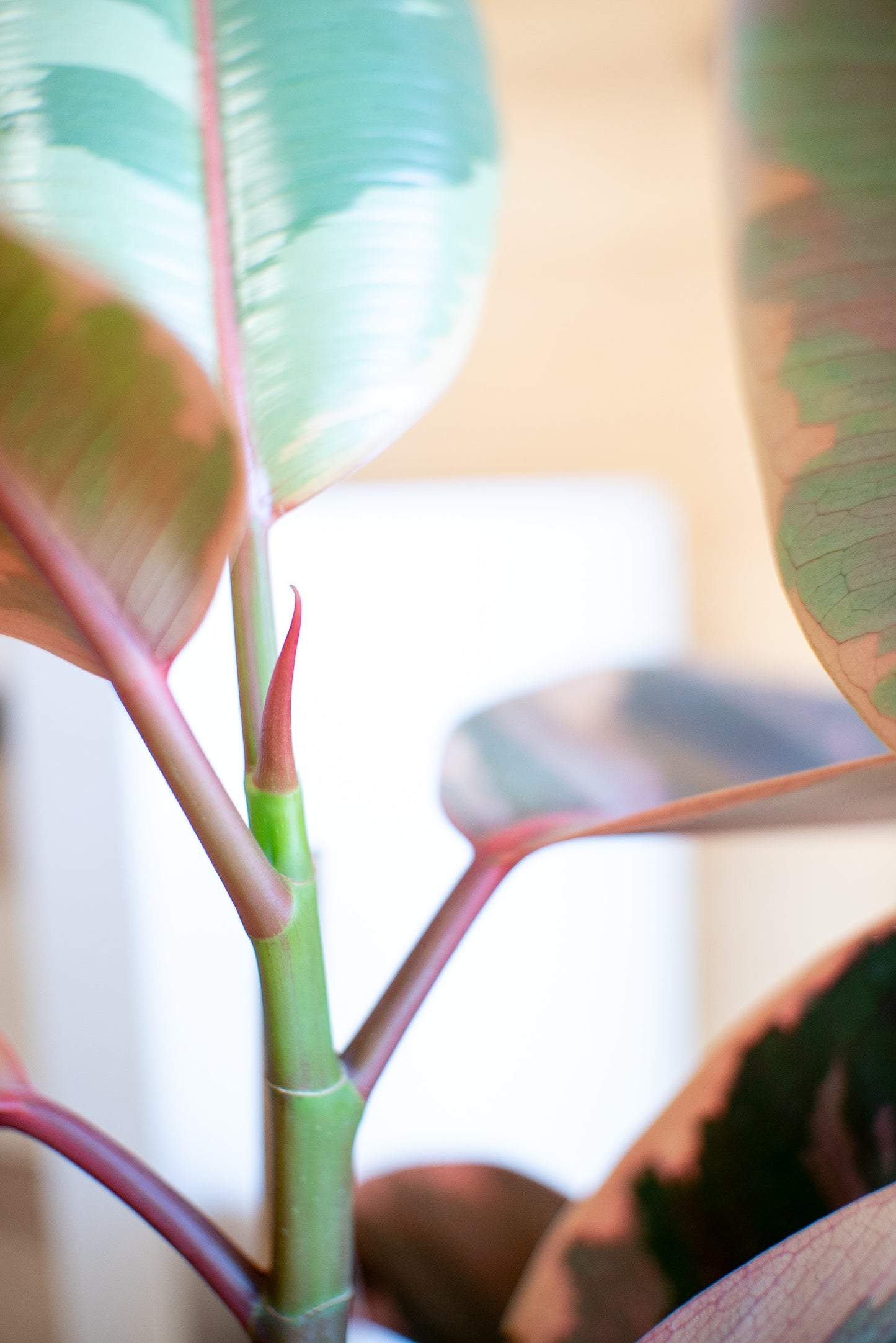 Ficus Elastica "Belize"