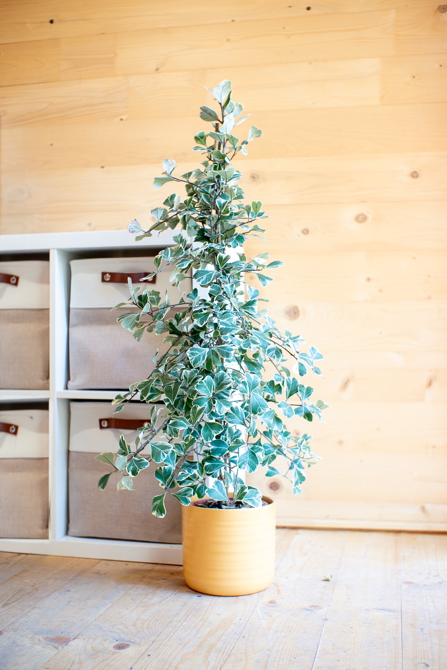 Ficus Triangularis Sweetheart