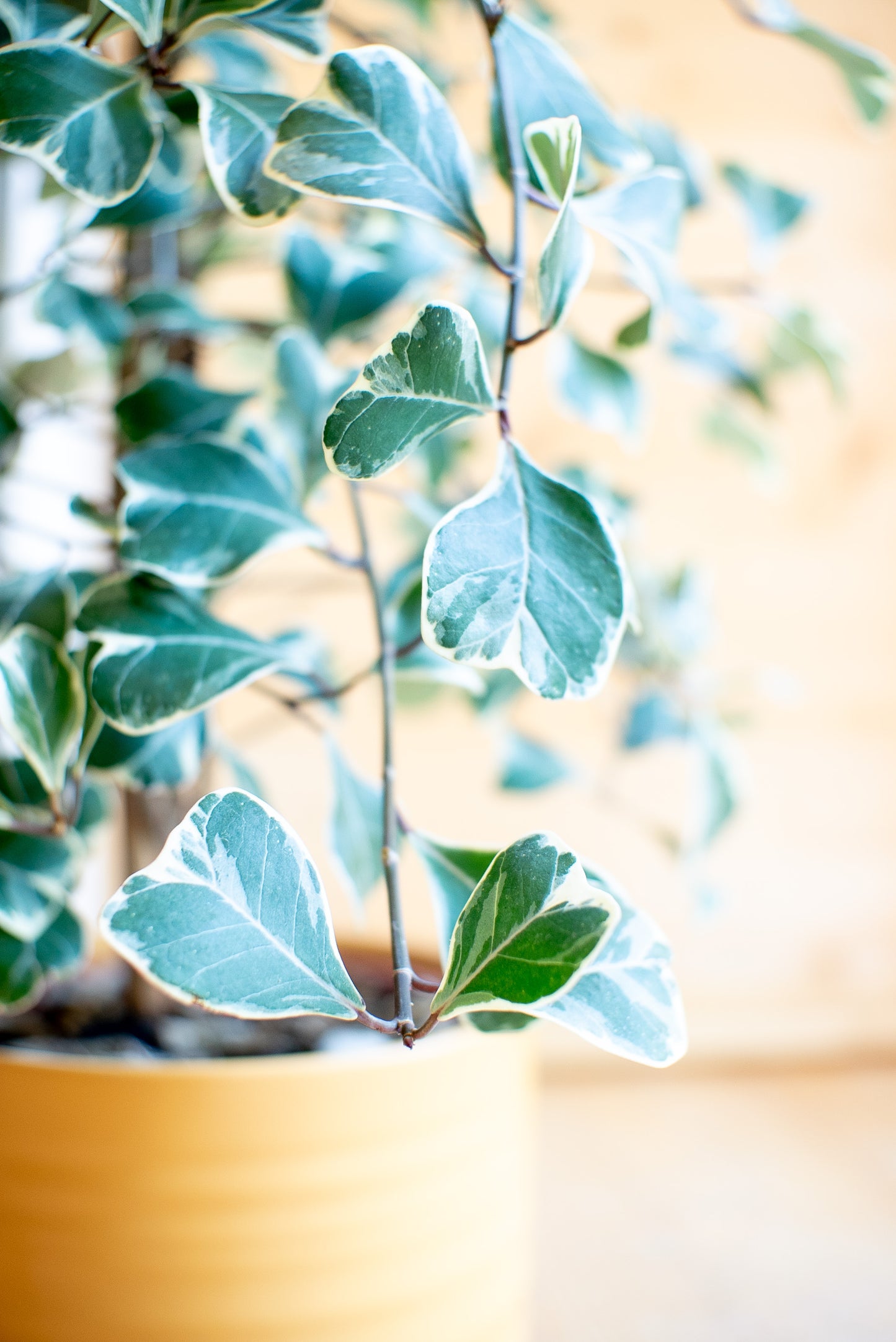 Ficus Triangularis Sweetheart