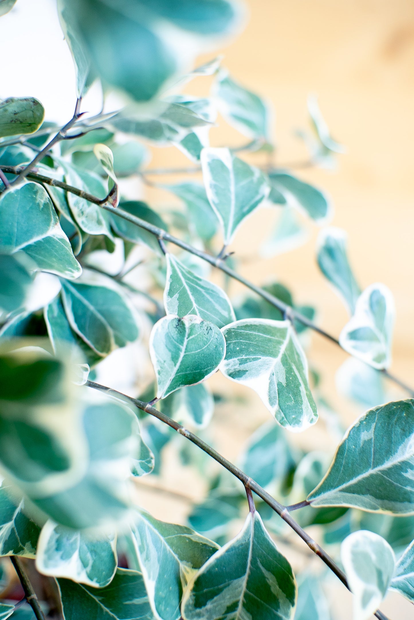 Ficus Triangularis Sweetheart