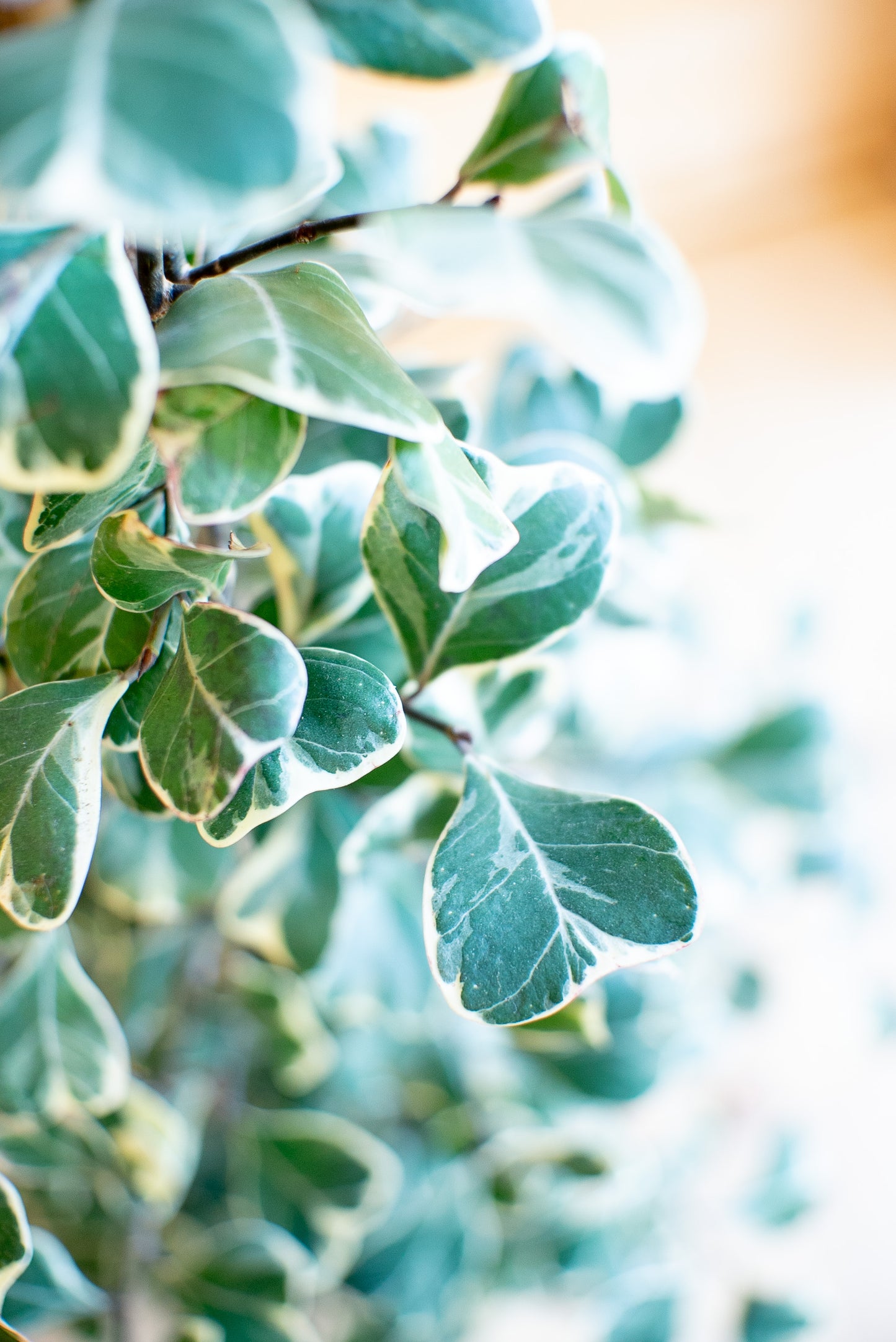 Ficus Triangularis Sweetheart