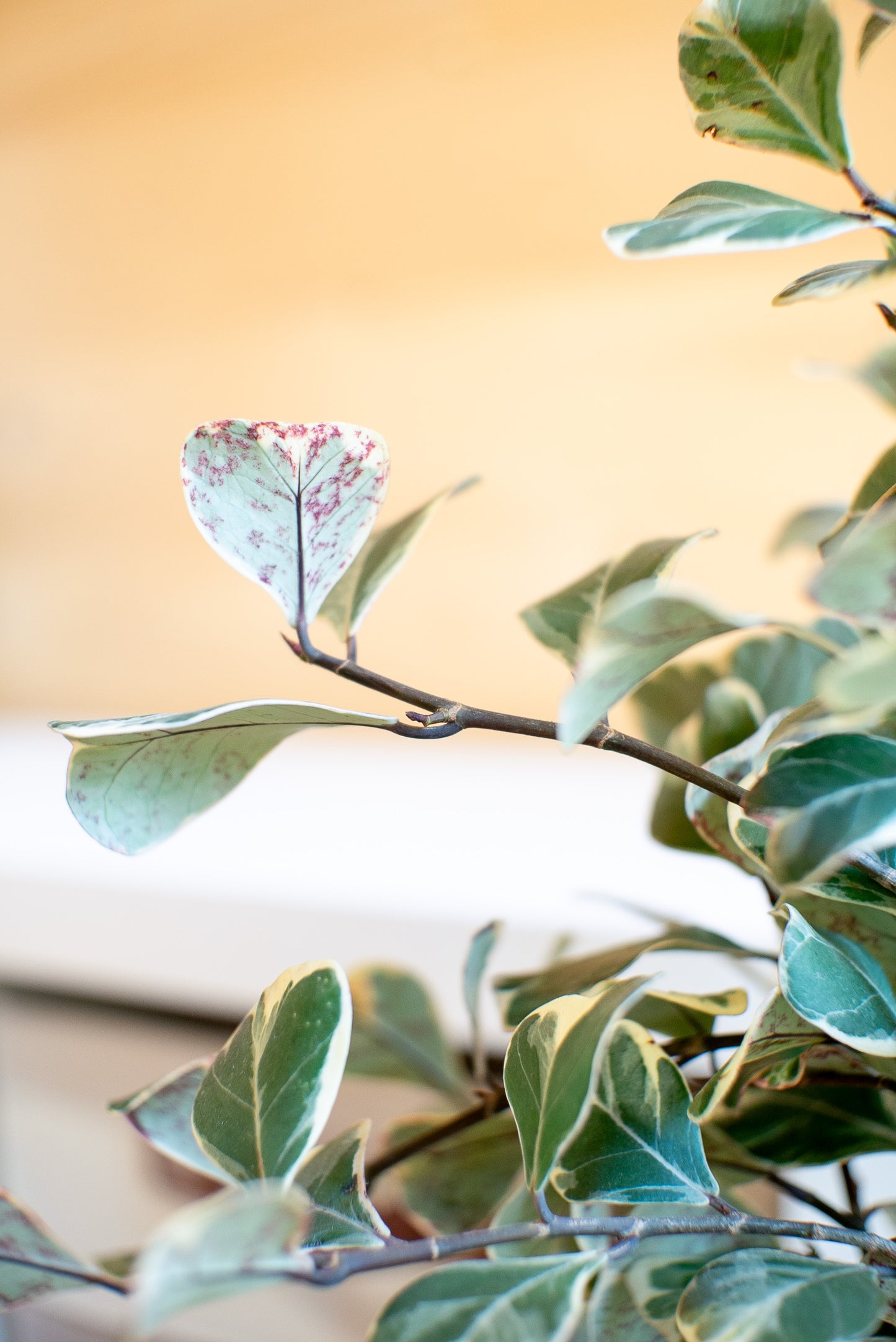Ficus Triangularis Sweetheart
