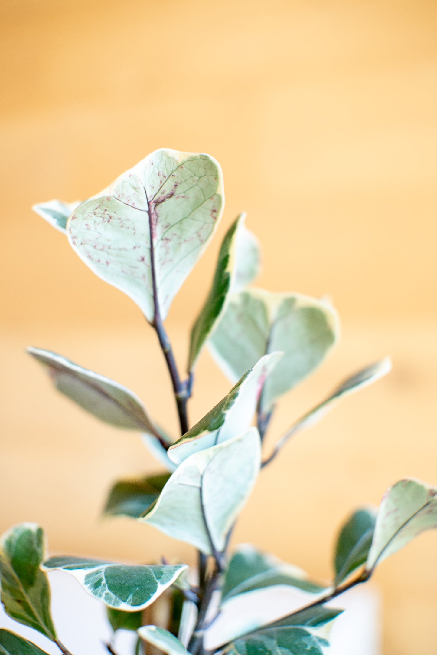 Ficus Triangularis Sweetheart