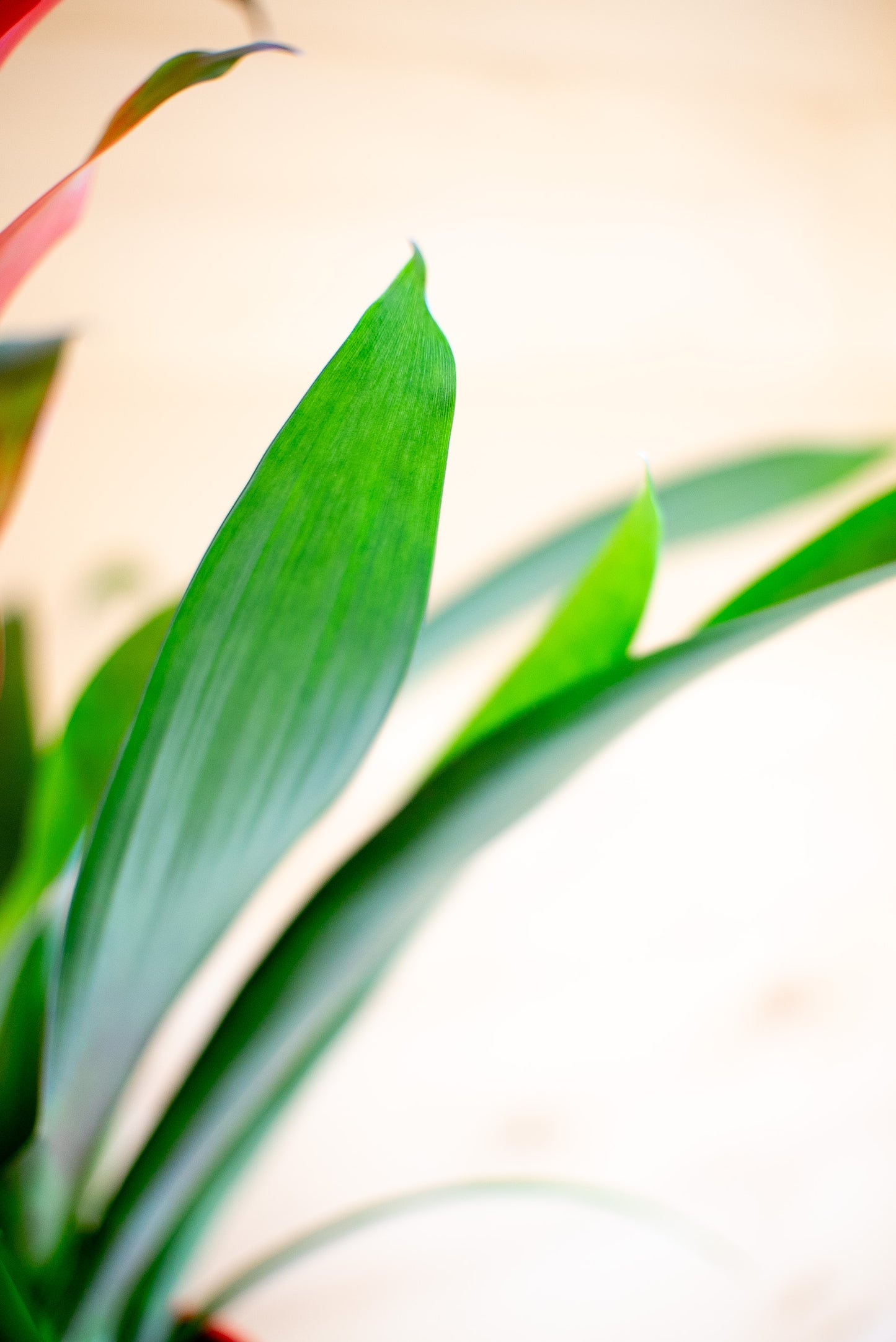 Guzmania Calipso