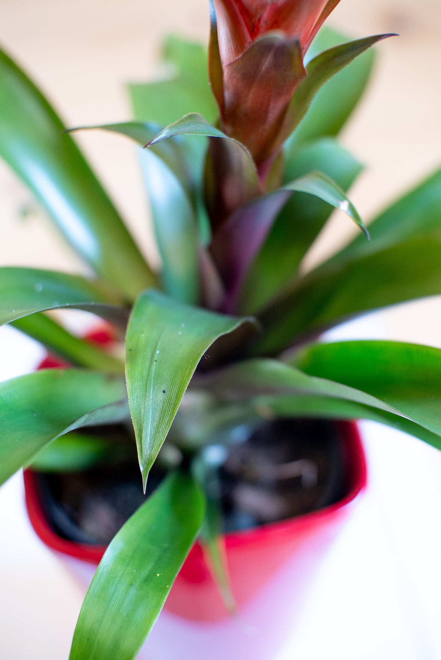 Guzmania Calipso
