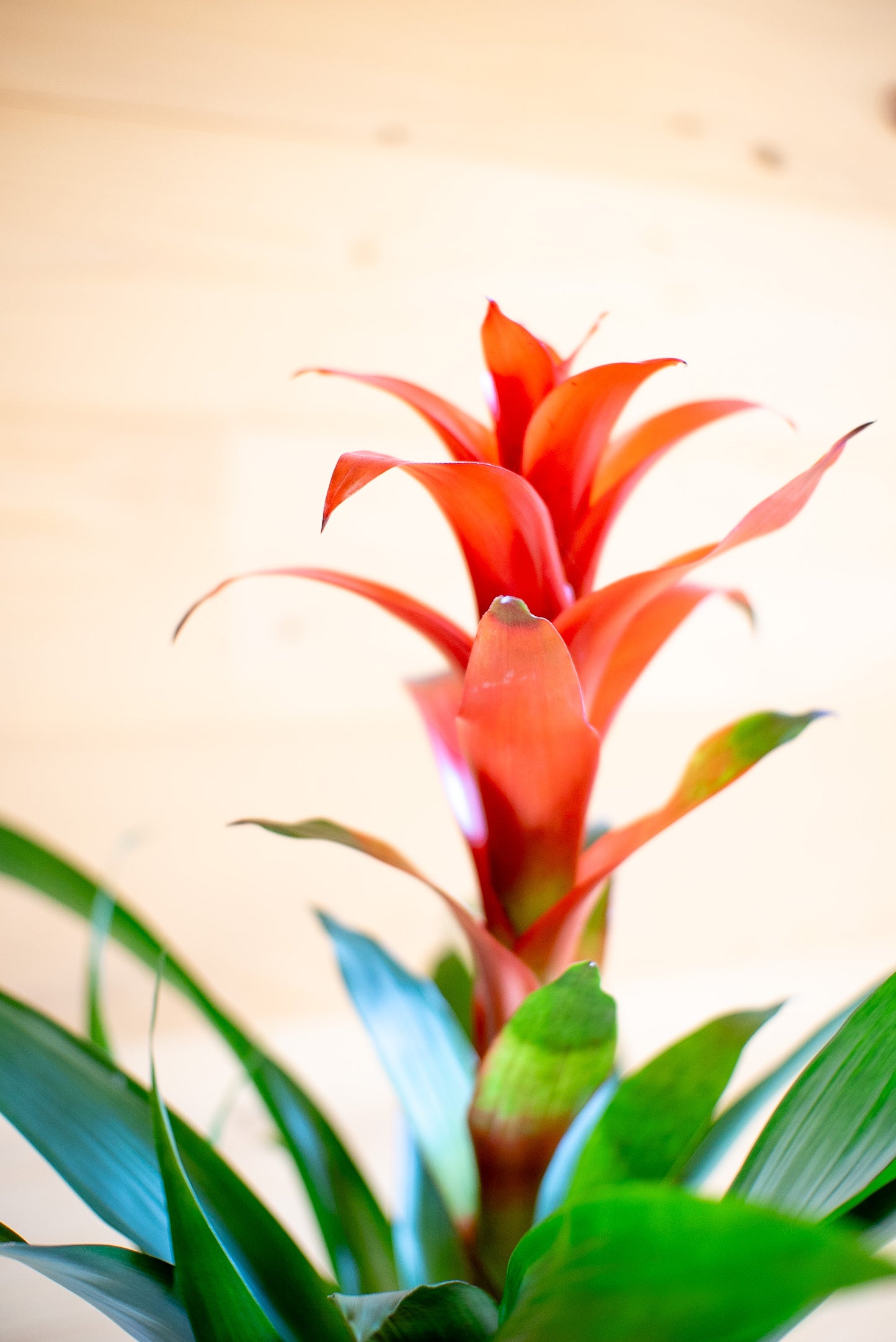 Guzmania Calipso
