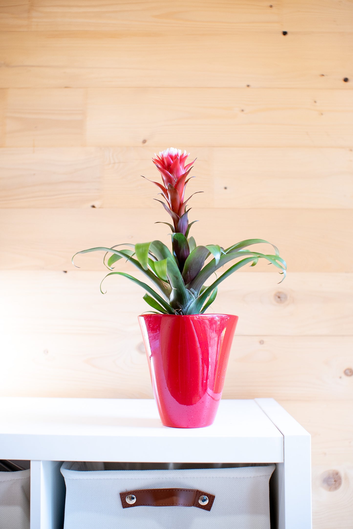 Guzmania Hope