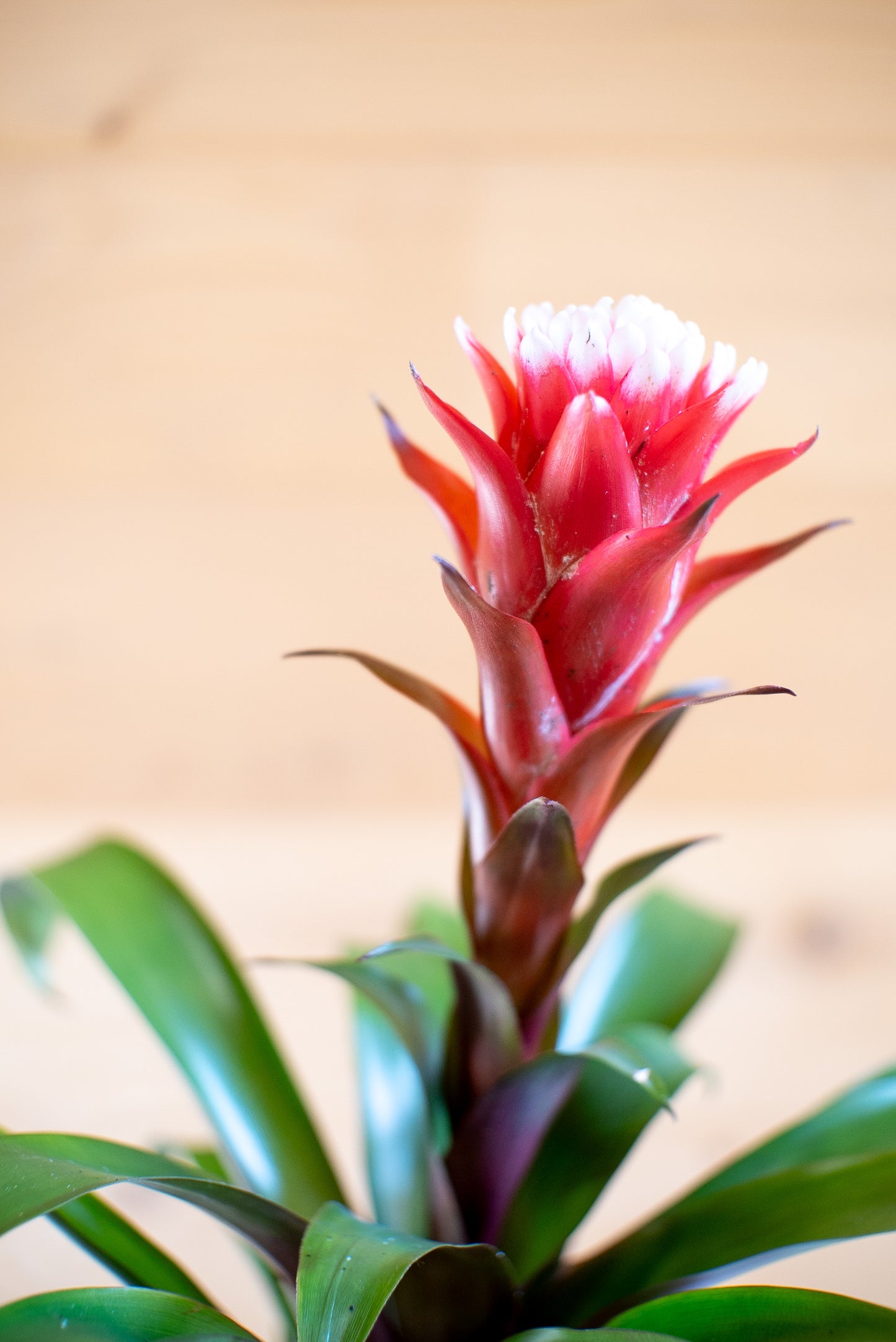 Guzmania Hope