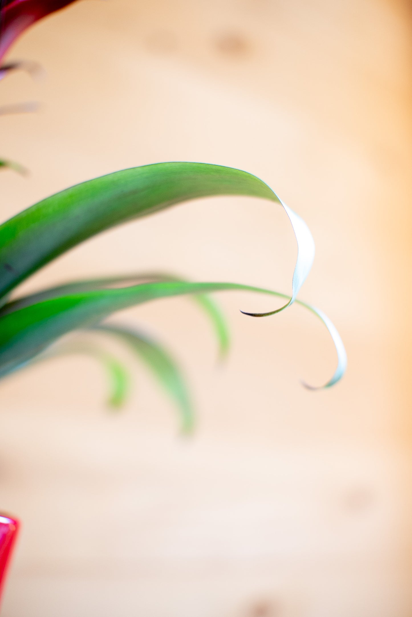 Guzmania Hope