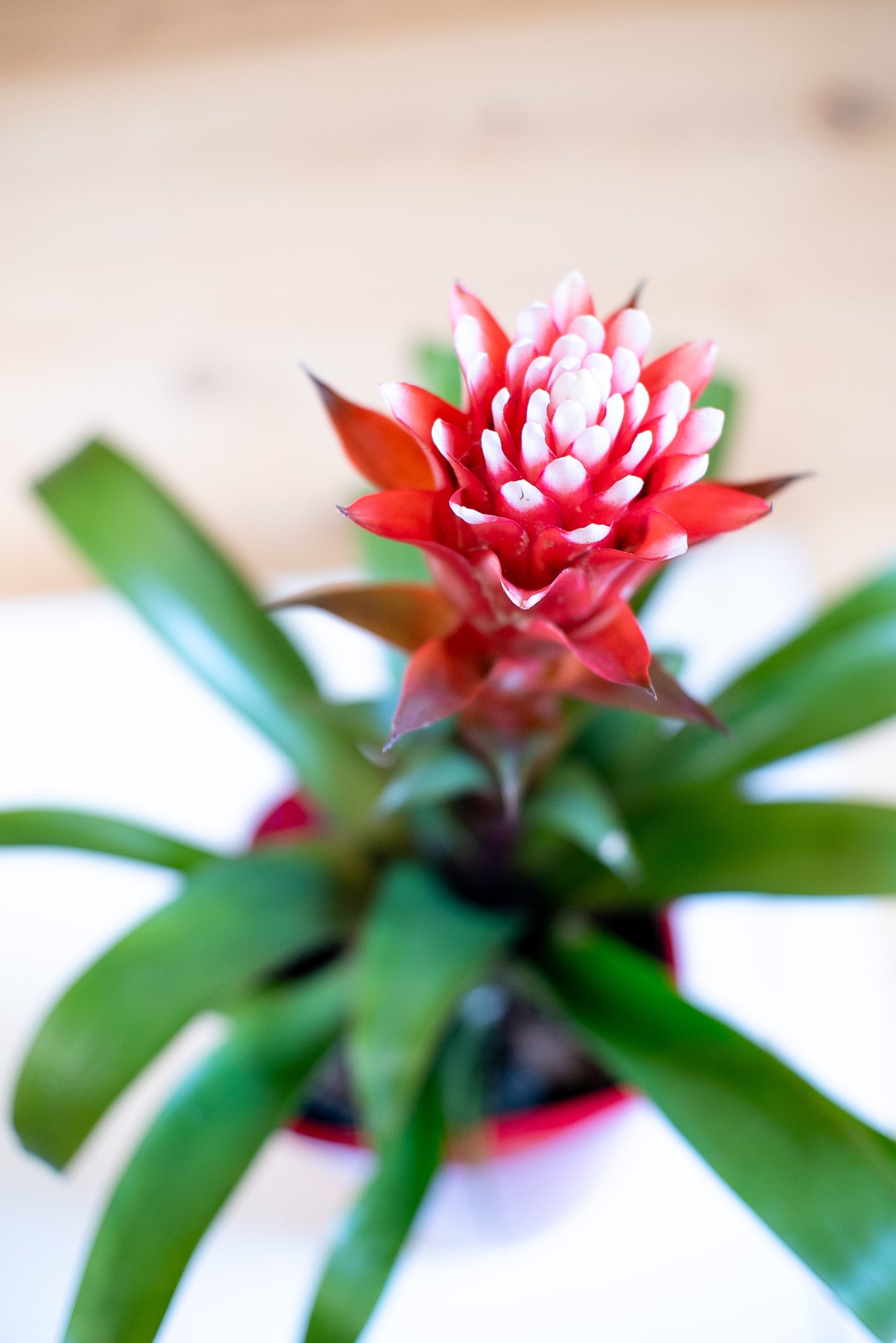 Guzmania Hope