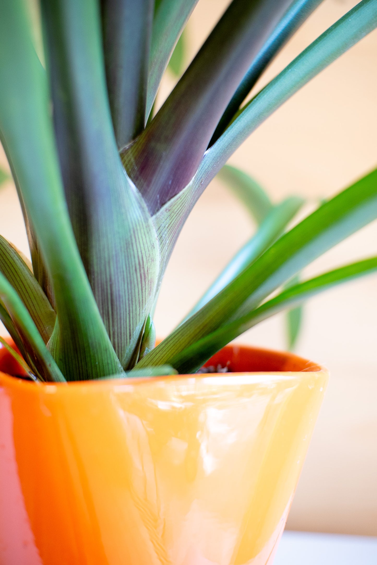 Guzmania Variada