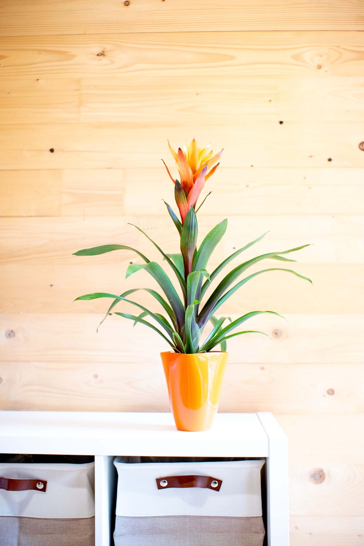 Guzmania Variada