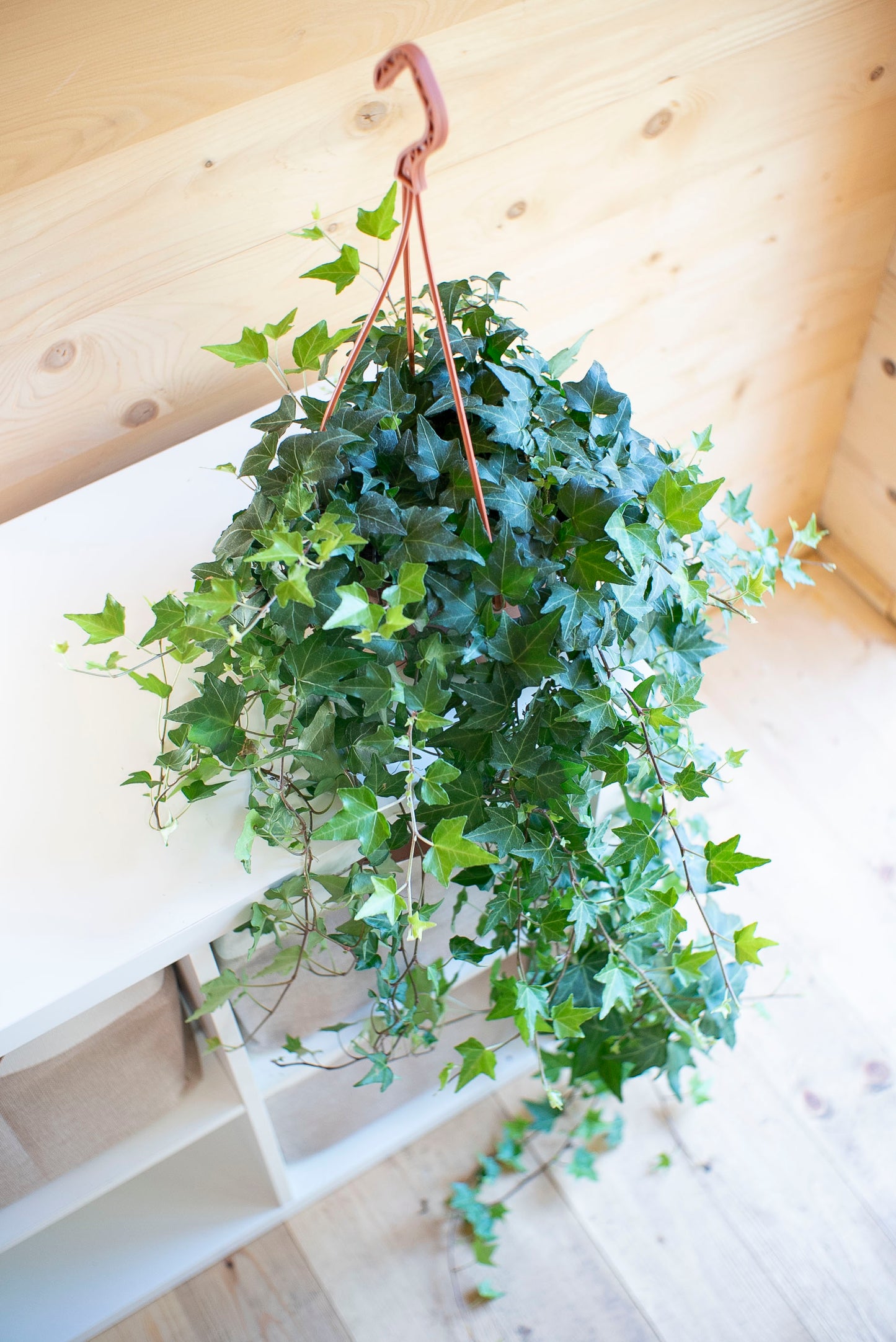 Hedera Helix