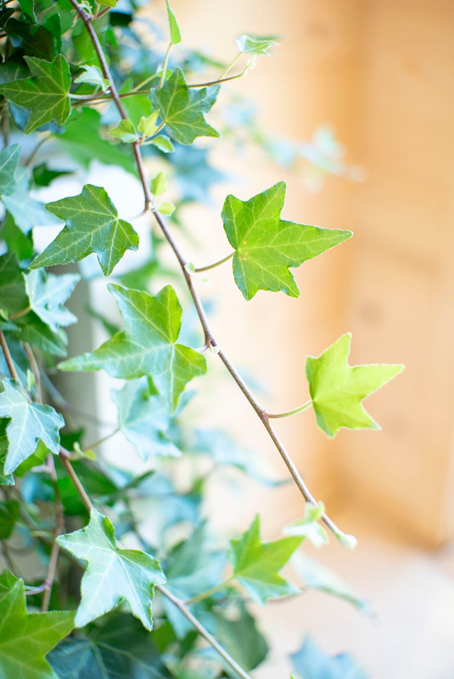 Hedera Helix