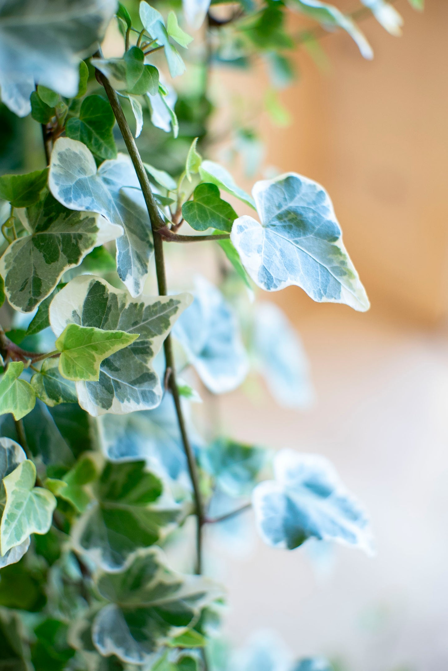 Hedera Variegata
