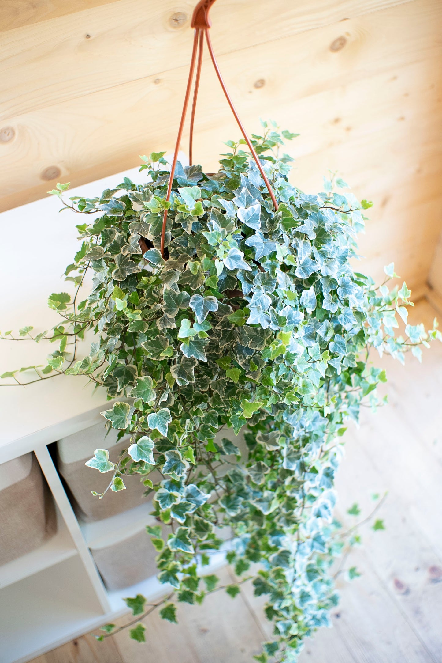 Hedera Variegata