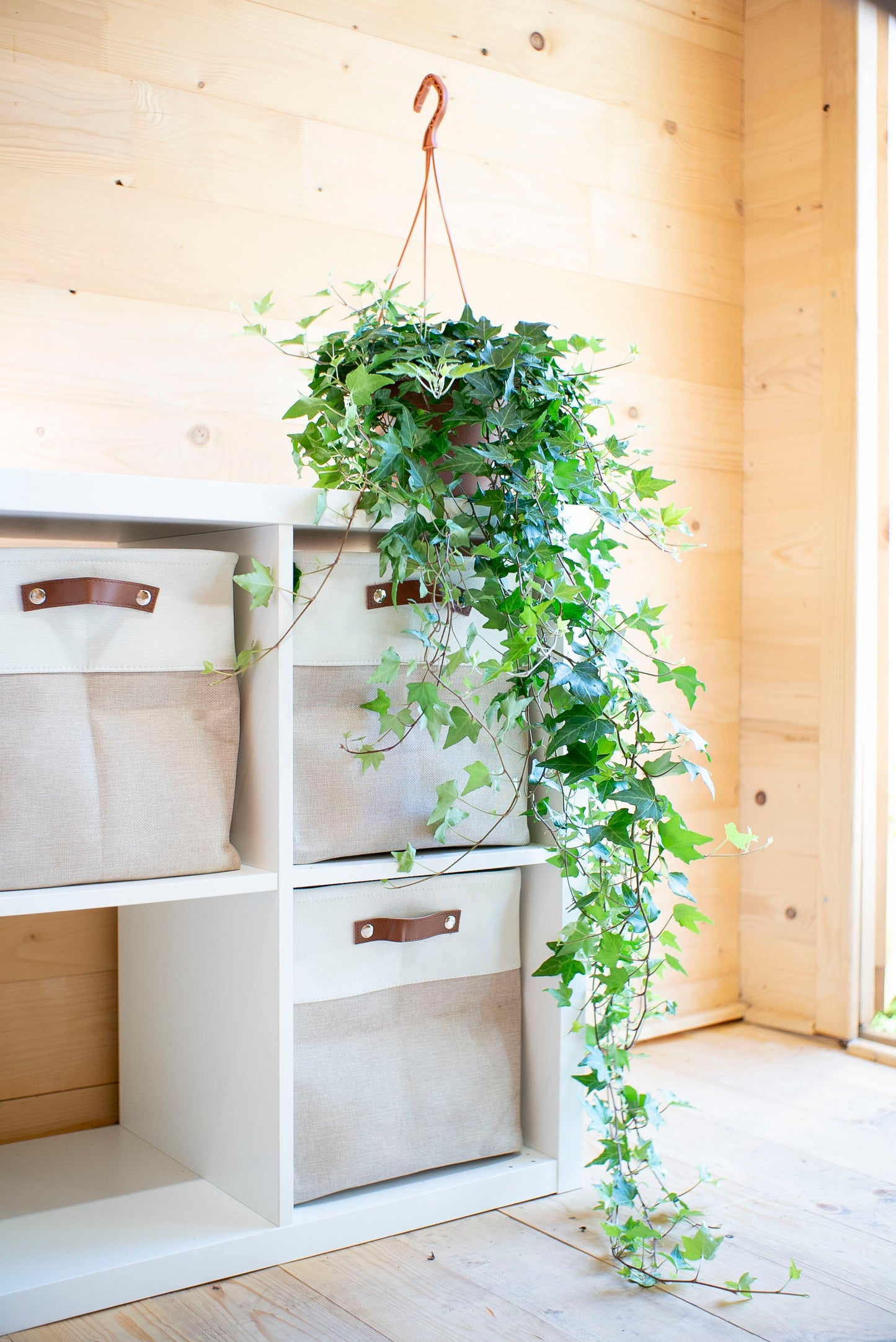Hedera Helix