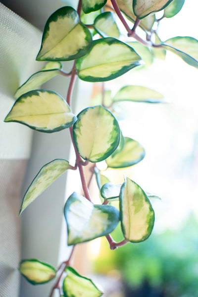 Hoya Tricolor