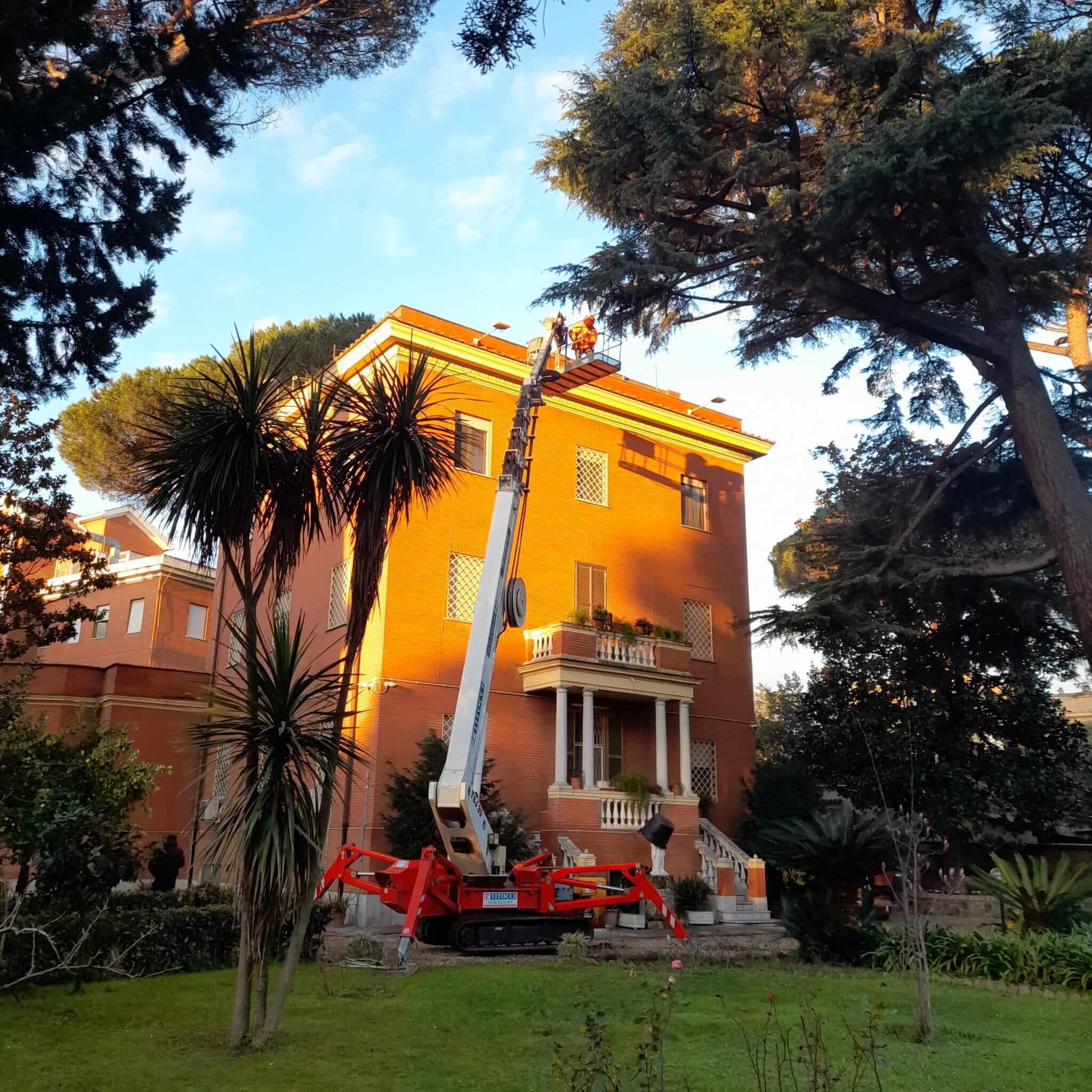 Ragno per Potature Roma