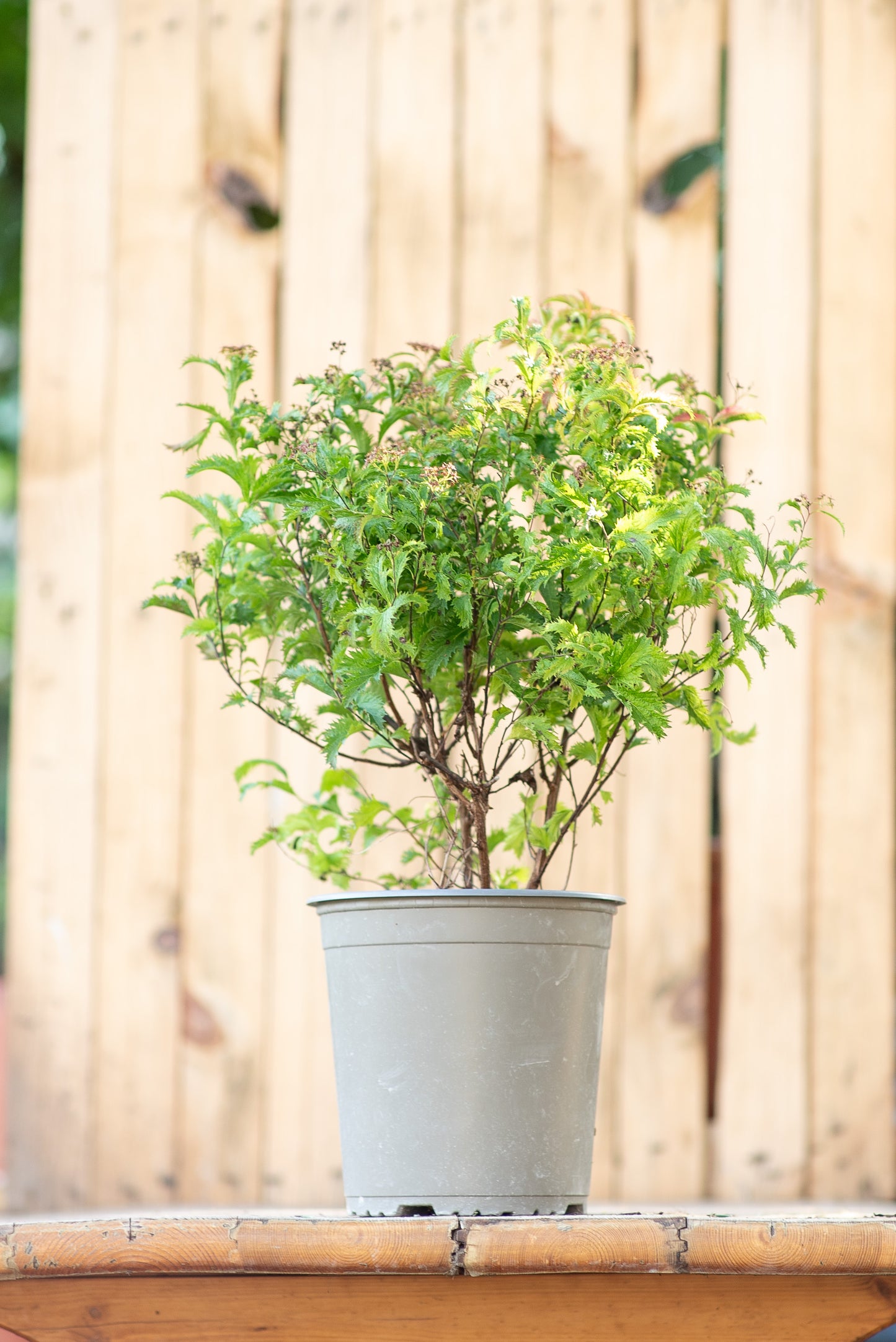 Spiraea Japonica Anthony Waterer