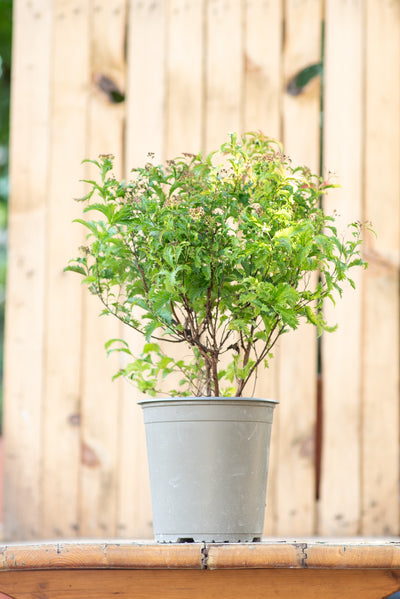 Spiraea Japonica Anthony Waterer