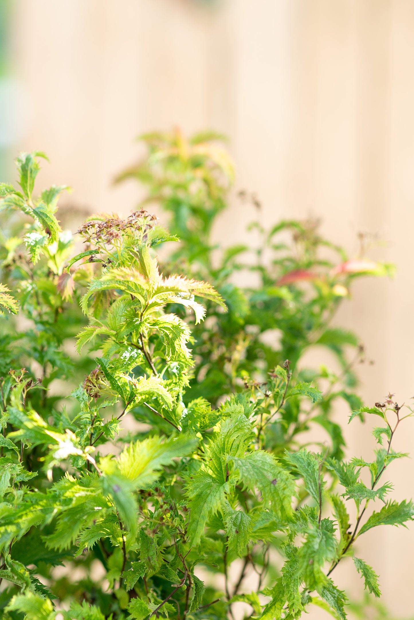 Spiraea Japonica Anthony Waterer