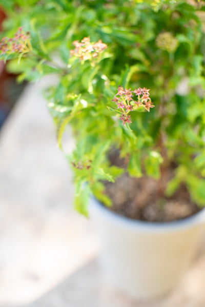 Spiraea Japonica Anthony Waterer